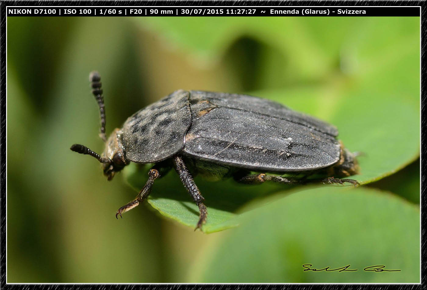 Tanatophilus sinuatus (Silphidae) dalla Svizzera